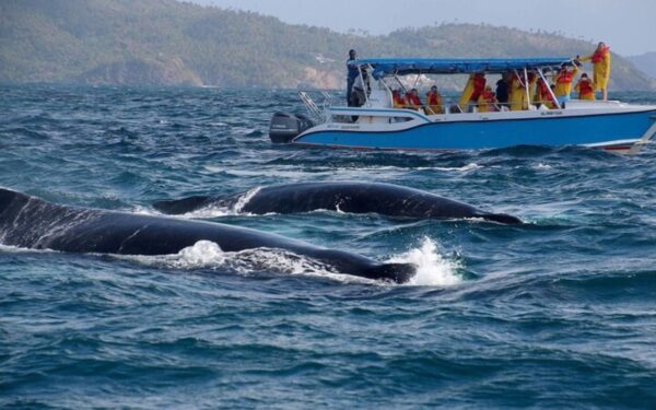 TOURGUIDE WATERFALL AND WHALE EL LIMON