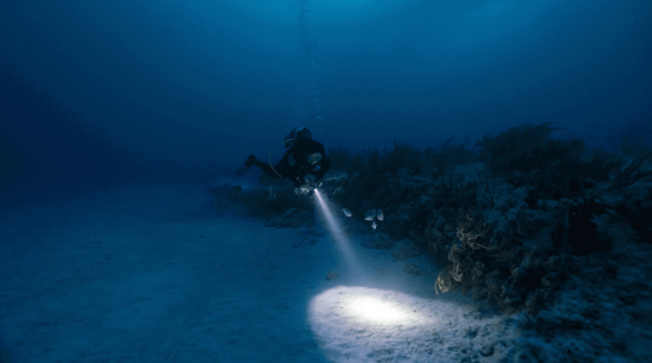 Night Snorkeling Wisest