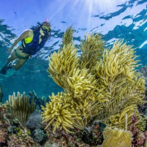 Puerto Morelos Snorkelign Day