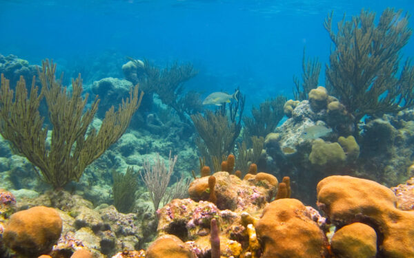 Snorkeling Experience