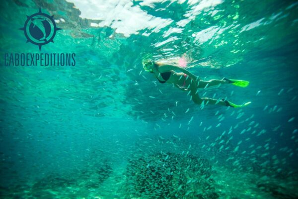 Snorkeling Los Cabos