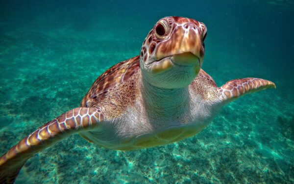 Turtles Cenote