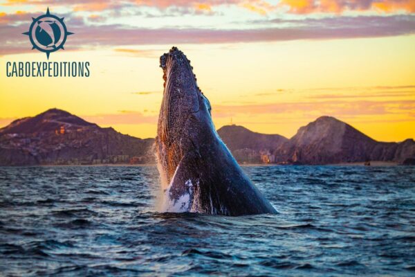 Watching Whale Tour