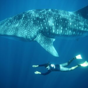 Whale Shark Experience