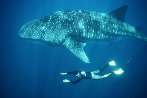 Whale Shark Experience