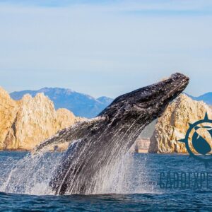 Whale Watching