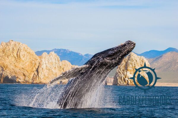 Whale Watching