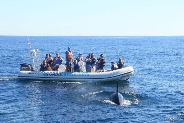 Whale Watching Wisest