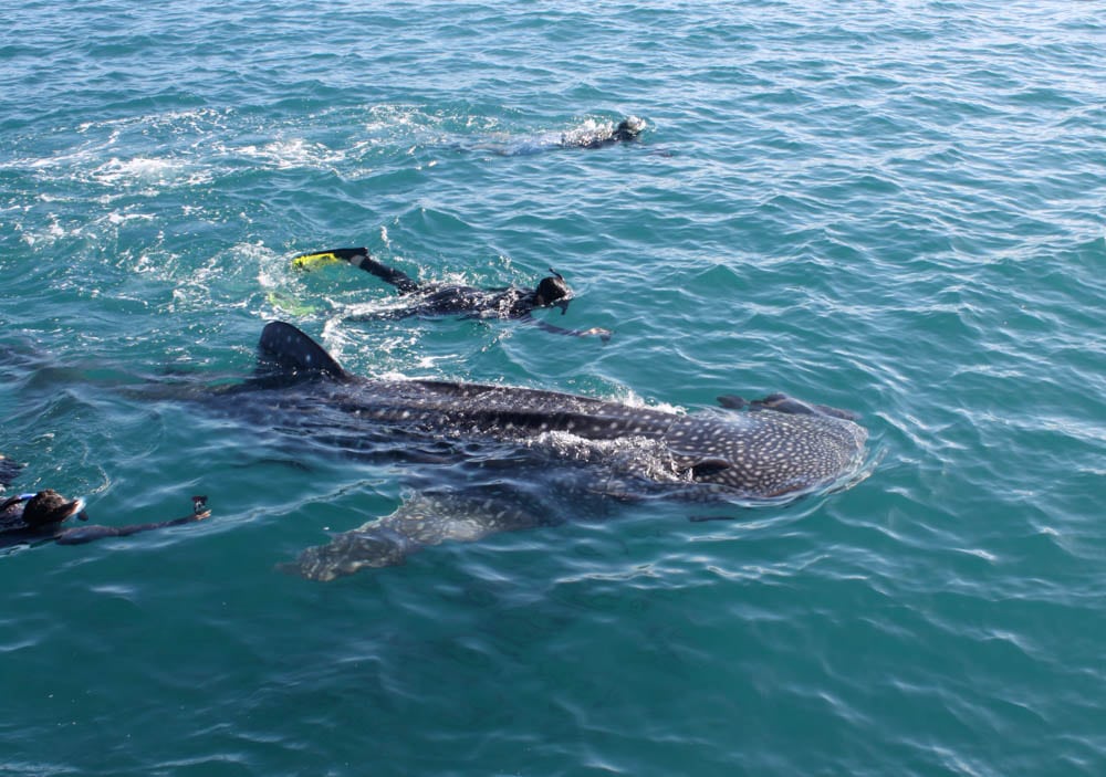 Whale Sharks Discovery Experience