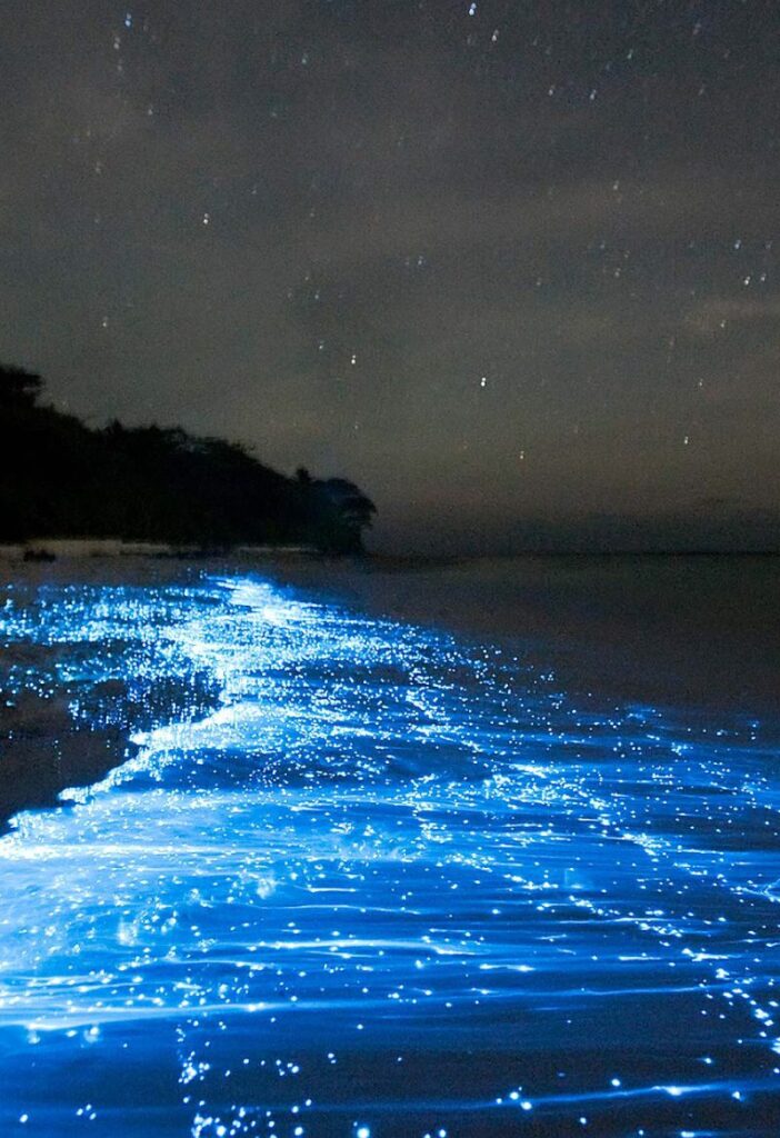 Bioluminescence