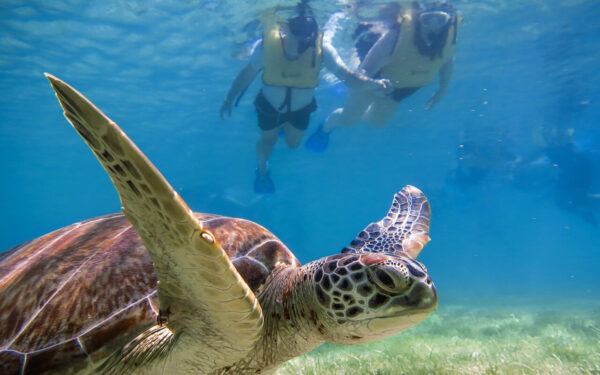 Casa Tortuga Cenote Day Trip
