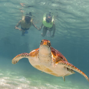 Cenote Turtles