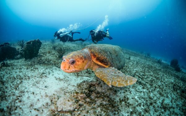 Refresh Scuba