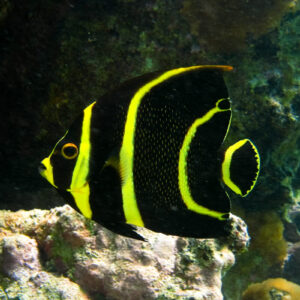 Snorkeling Con Peces En Mexico