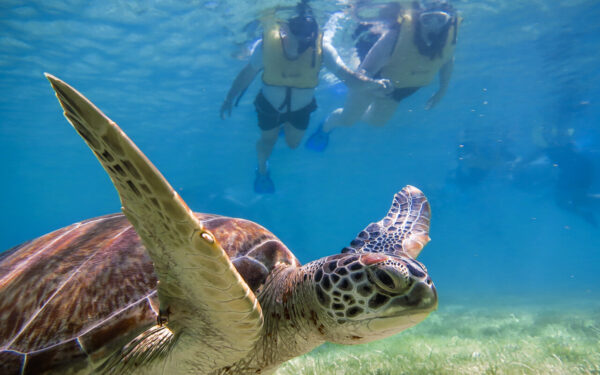 Snorkeling Turtle