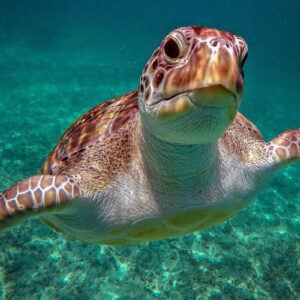 Turtles Cenote
