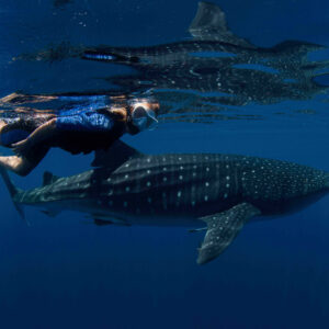 Whale Shark Rivera Maya Wisest