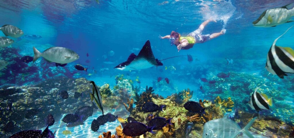 Wisest Travel Snorkel Cancun